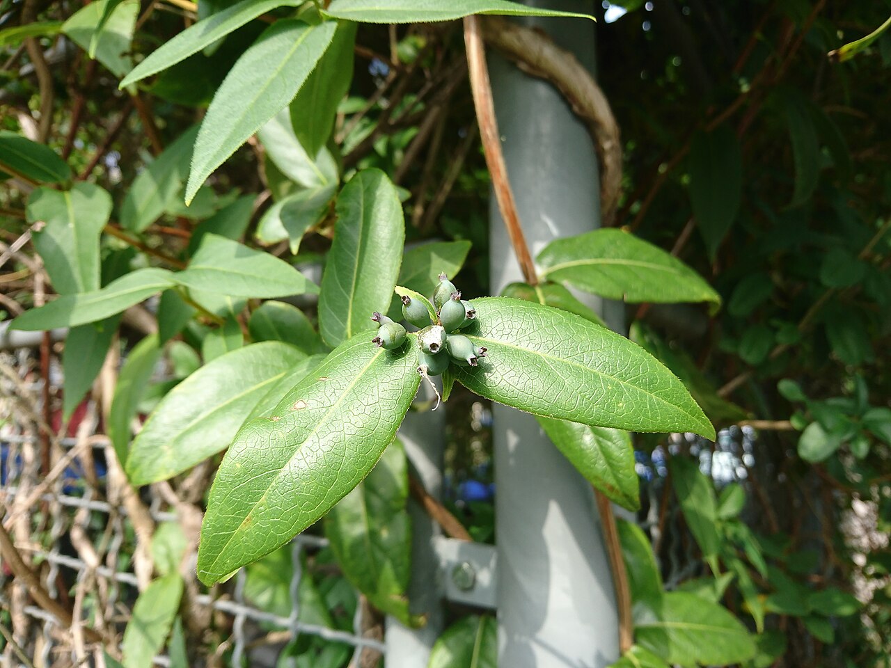 Fragrant grove honeysuckle: Immergrünes Geißblatt ( Lonicera henryi ), fruchtend