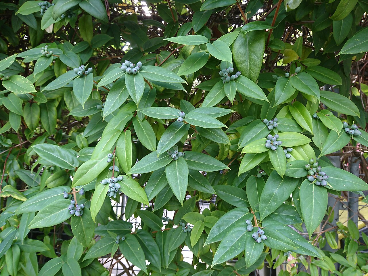 Fragrant grove honeysuckle: Immergrünes Geißblatt ( Lonicera henryi ), Blätter
