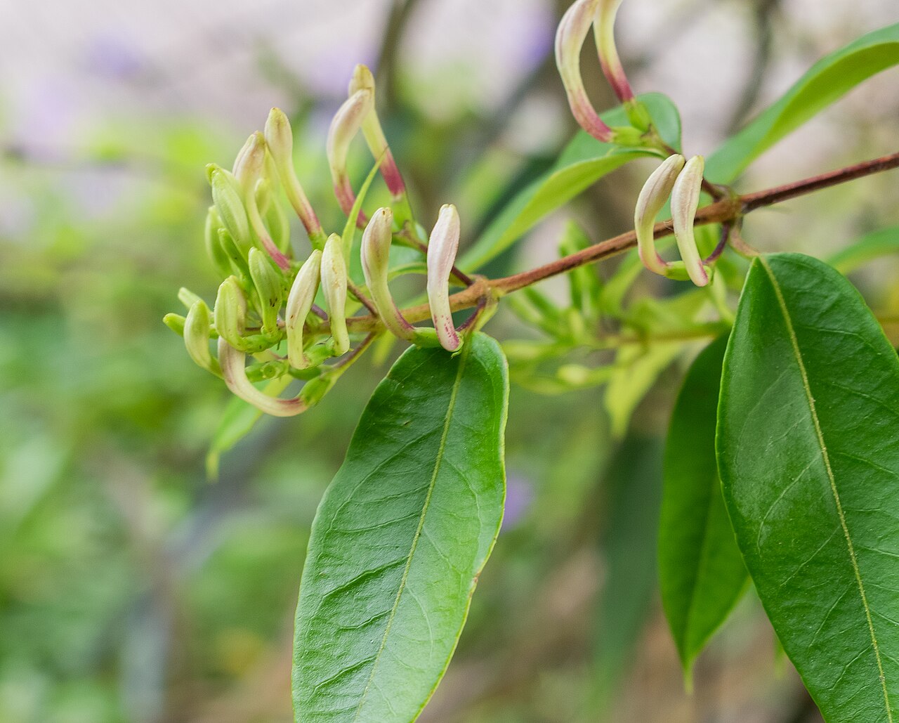 Fragrant grove honeysuckle: Lonicera acuminata in the Lyon Botanical Garden in Lyon , France