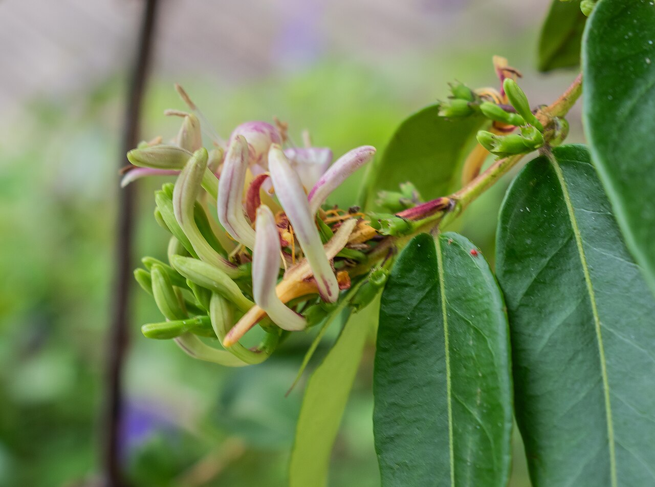 Fragrant grove honeysuckle: Lonicera acuminata in the Lyon Botanical Garden in Lyon , France