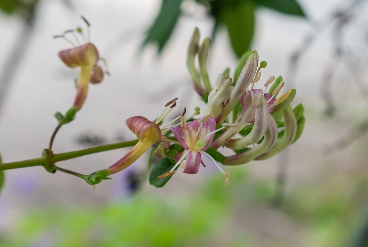 Fragrant grove honeysuckle: Lonicera acuminata in the Lyon Botanical Garden in Lyon , France
