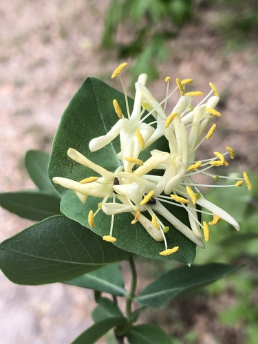 Western white honeysuckle (Lonicera albiflora)