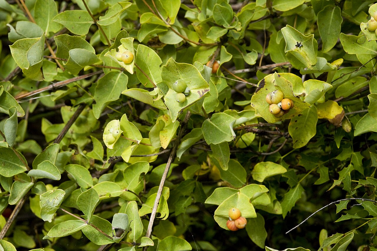 Western white honeysuckle: Lonicera albiflora , Upper Ash Spring, San Andres Mountains, Doña Ana County, New Mexico, 8 Sep 2010.