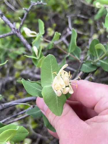 Western white honeysuckle (Lonicera albiflora)