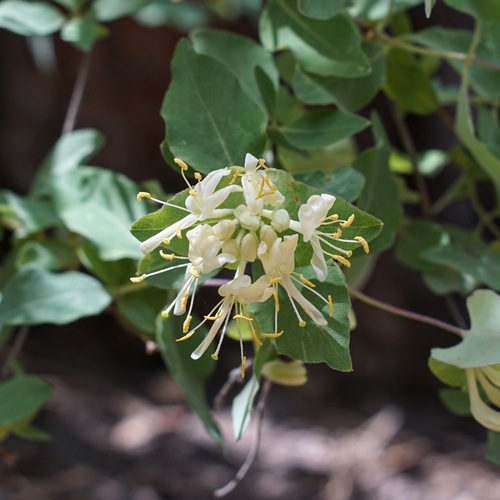 Western white honeysuckle (Lonicera albiflora)
