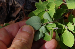 Western white honeysuckle (Lonicera albiflora)