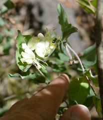 Western white honeysuckle (Lonicera albiflora)