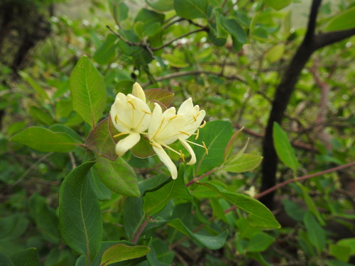 Western white honeysuckle (Lonicera albiflora)