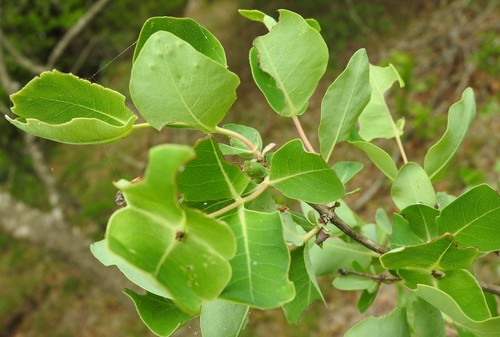 Western white honeysuckle (Lonicera albiflora)