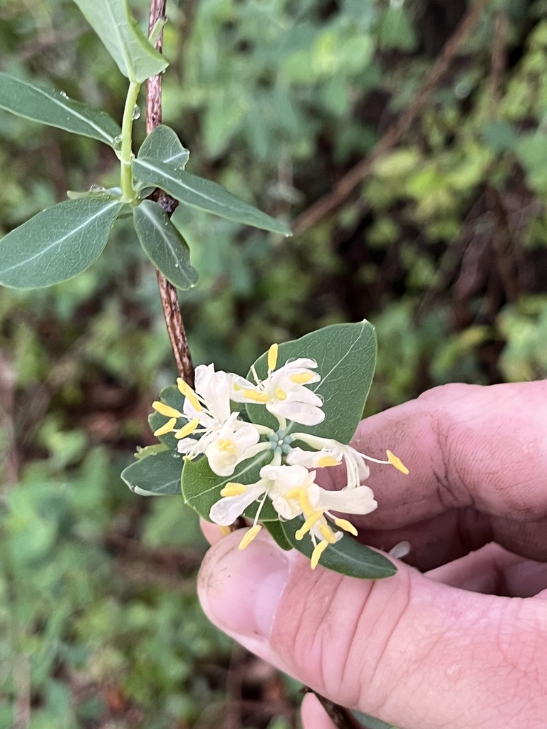 Western white honeysuckle (Lonicera albiflora)