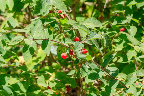 Lonicera altmannii (Lonicera altmannii)