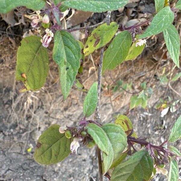 Lonicera anisotricha (Lonicera anisotricha)