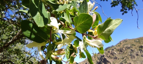 Lonicera arborea (Lonicera arborea)