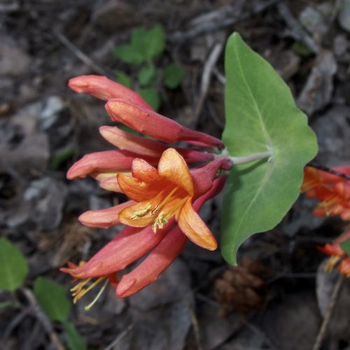 Arizona honeysuckle (Lonicera arizonica)
