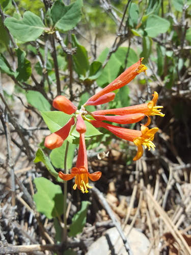 Arizona honeysuckle (Lonicera arizonica)