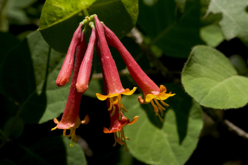 Arizona honeysuckle (Lonicera arizonica)