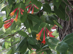 Arizona honeysuckle (Lonicera arizonica)