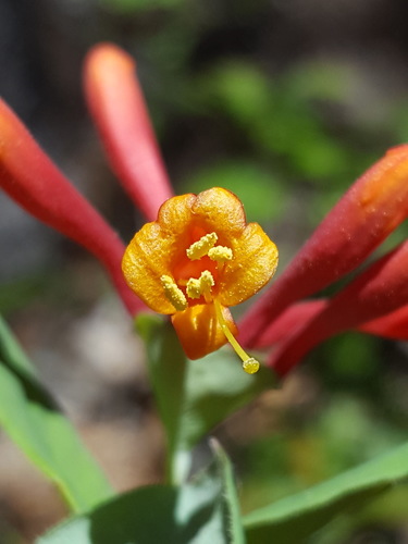 Arizona honeysuckle (Lonicera arizonica)
