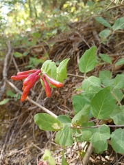 Arizona honeysuckle (Lonicera arizonica)