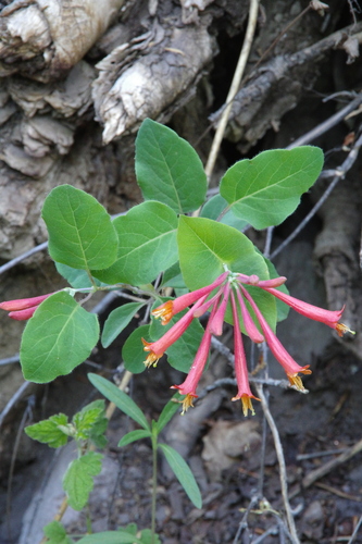 Arizona honeysuckle (Lonicera arizonica)