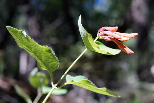 Arizona honeysuckle (Lonicera arizonica)