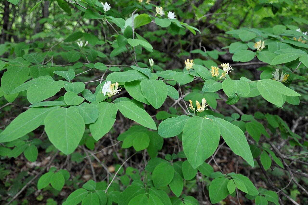 Lonicera buschiorum: Lonicera buschiorum , photo taken in Skhmeri , Georgia (Eurasia).