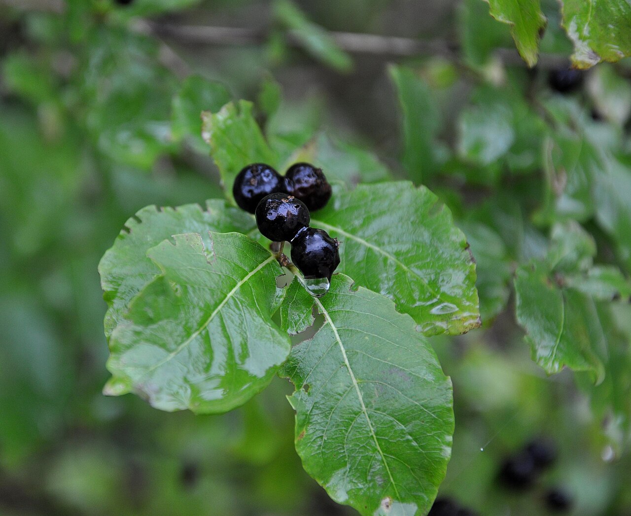 Lonicera buschiorum: Lonicera buschiorum , photo taken in Skhmeri , Georgia (Eurasia).