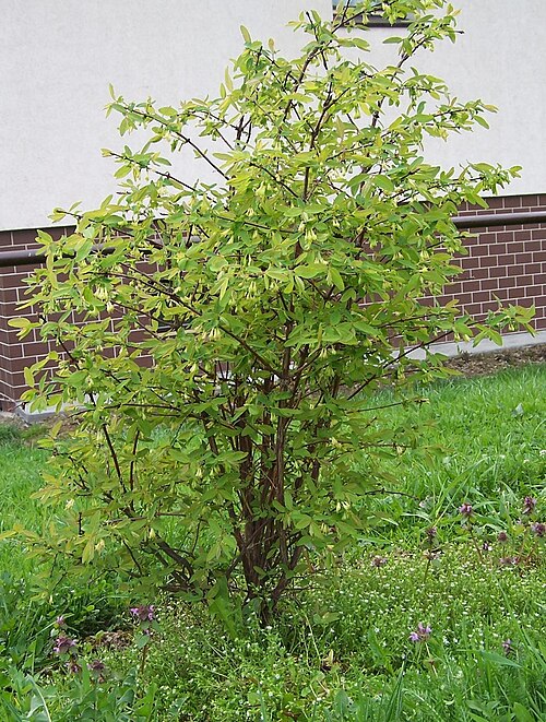 Sweetberry honeysuckle: Lonicera coerulea