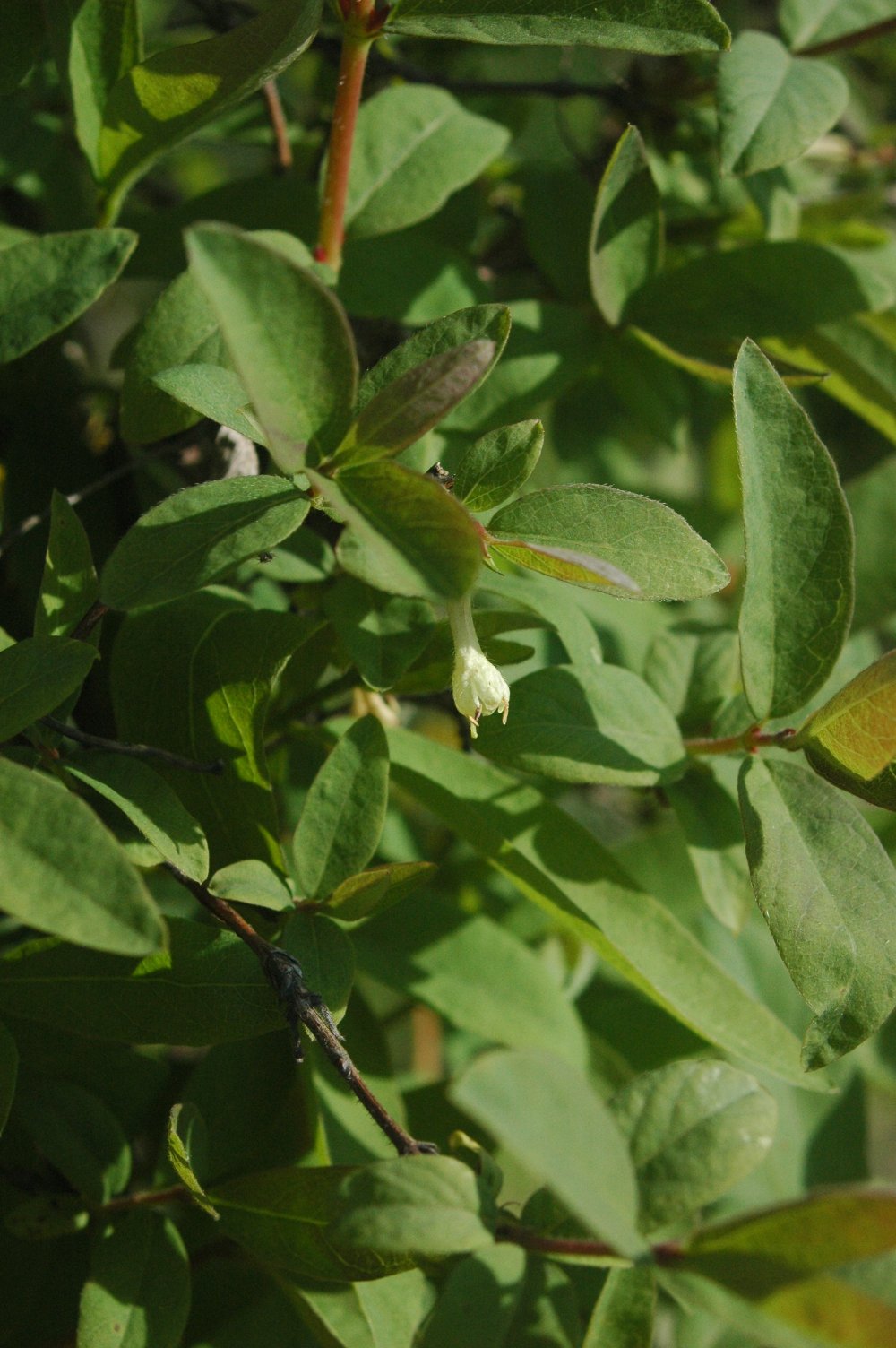 Sweetberry honeysuckle: Lonicera kamtschatica