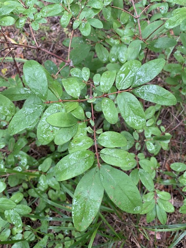 Sweetberry honeysuckle (Lonicera caerulea)