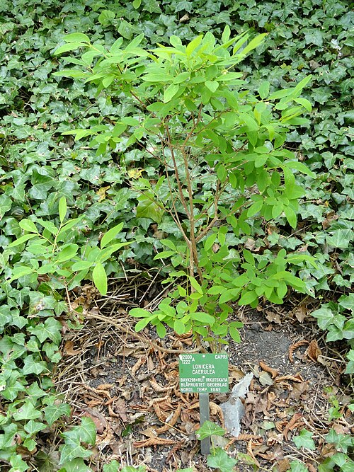 Sweetberry honeysuckle: Botanical specimen in the University of Copenhagen Botanical Garden, Copenhagen, Denmark.