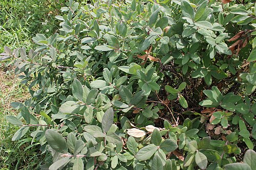 Sweetberry honeysuckle: Lonicera edulis