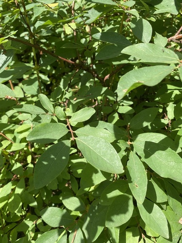 Sweetberry honeysuckle (Lonicera caerulea)