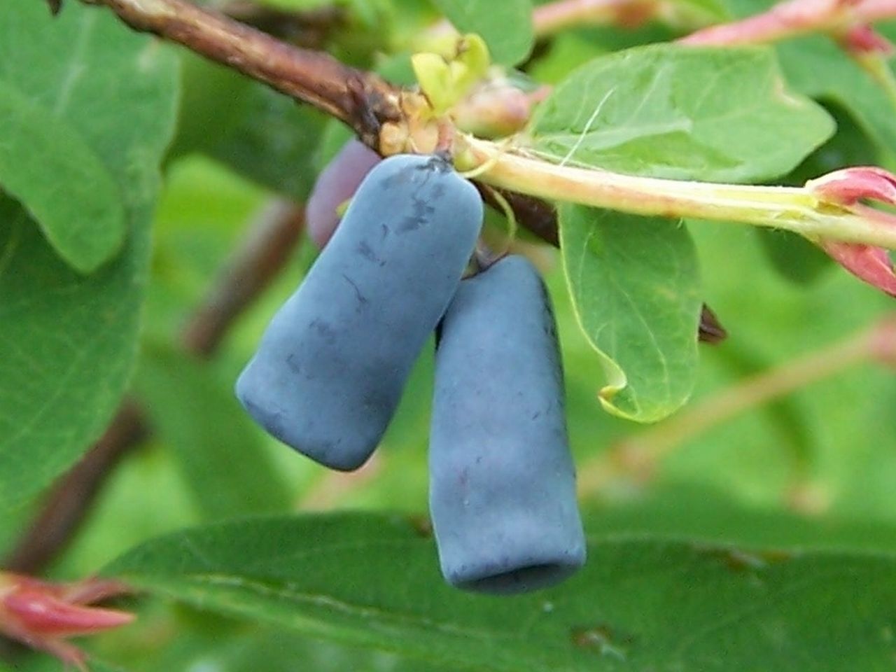Sweetberry honeysuckle: Species Lonicera caerulea (pl. wiciokrzew siny, jagoda kamczacka) Family Caprifoliaceae