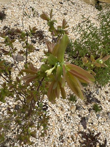 Sweetberry honeysuckle (Lonicera caerulea)