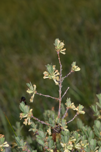 Sweetberry honeysuckle (Lonicera caerulea)