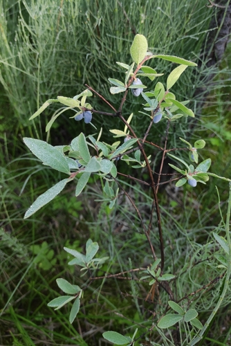 Sweetberry honeysuckle (Lonicera caerulea)