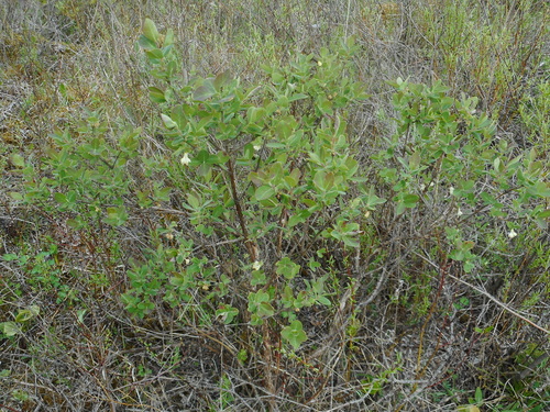 Sweetberry honeysuckle (Lonicera caerulea)