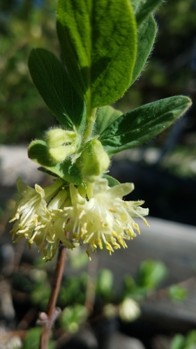 Sweetberry honeysuckle (Lonicera caerulea)