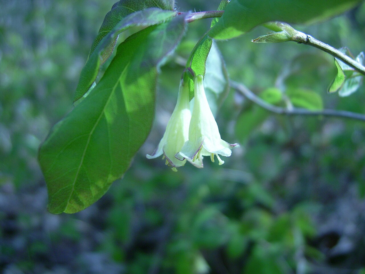 American fly honeysuckle: Fly honeysuckle ( Lonicera canadensis ), Whitefish Island, Batchewana First Nation