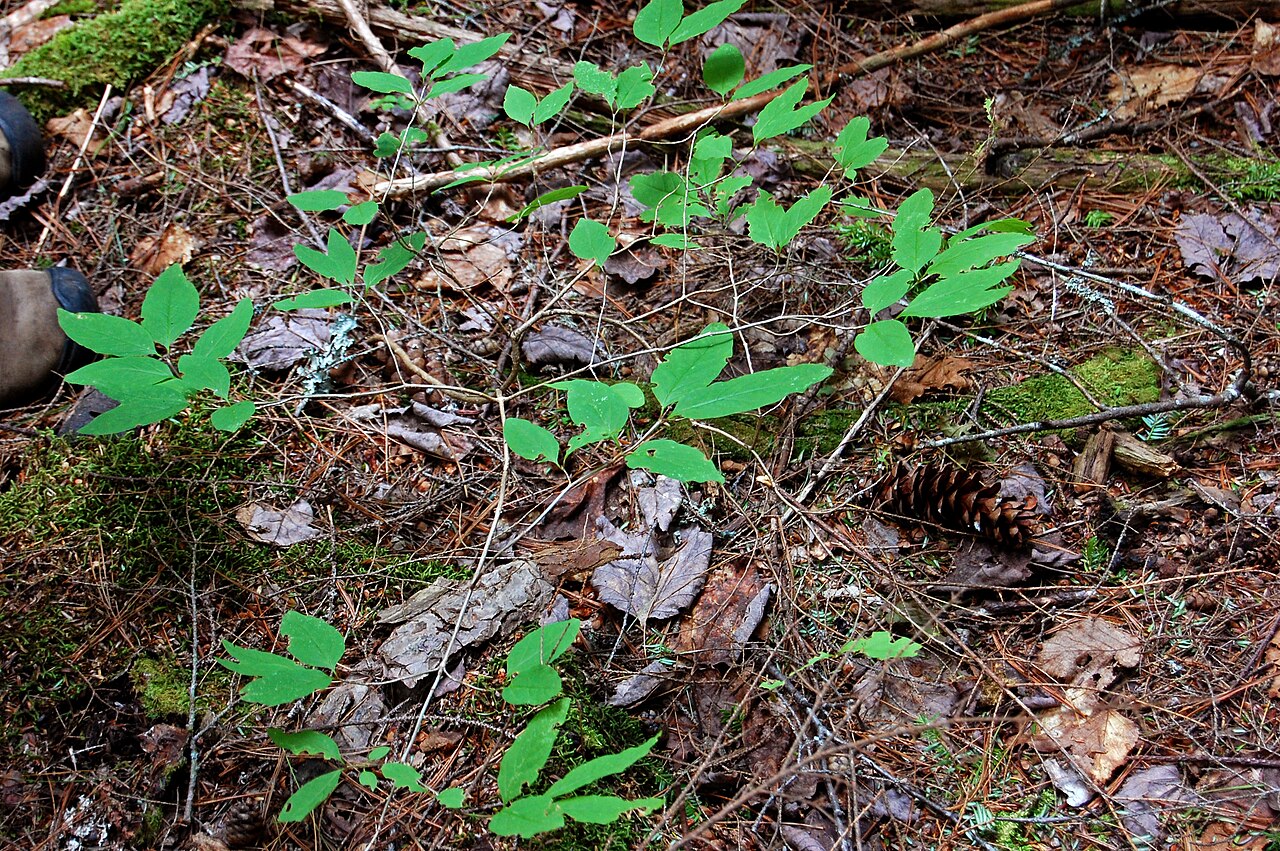 American fly honeysuckle: Day 5- Tunk Mountain