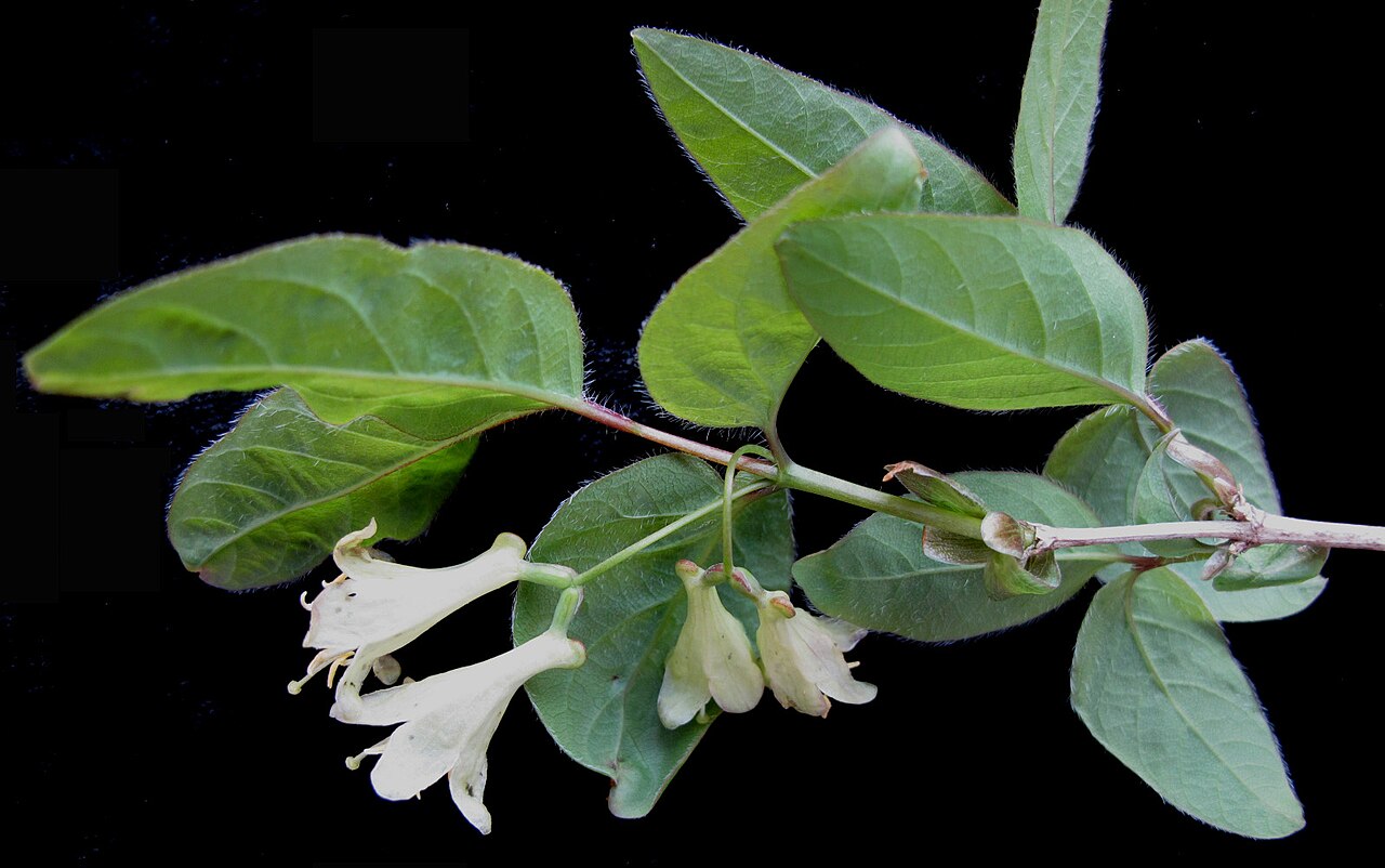 American fly honeysuckle: Nom français : chèvrefeuille du Canada. Nom anglais : Canada fly-honeysuckle. Tige, feuilles et inflorescence (fleurs) de chèvrefeuille du Canada.