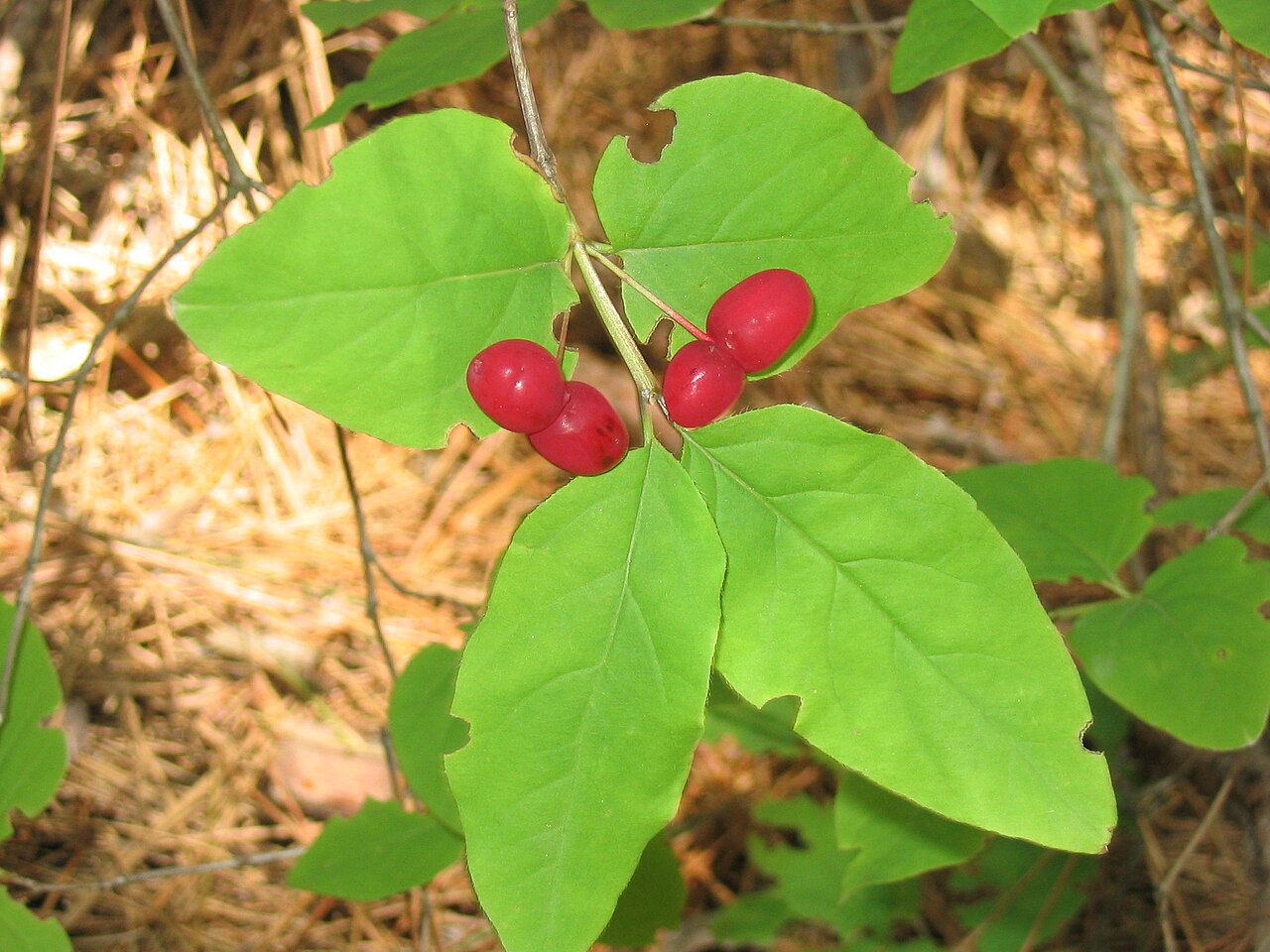 American fly honeysuckle: Lonicera canadensis 1-eheep