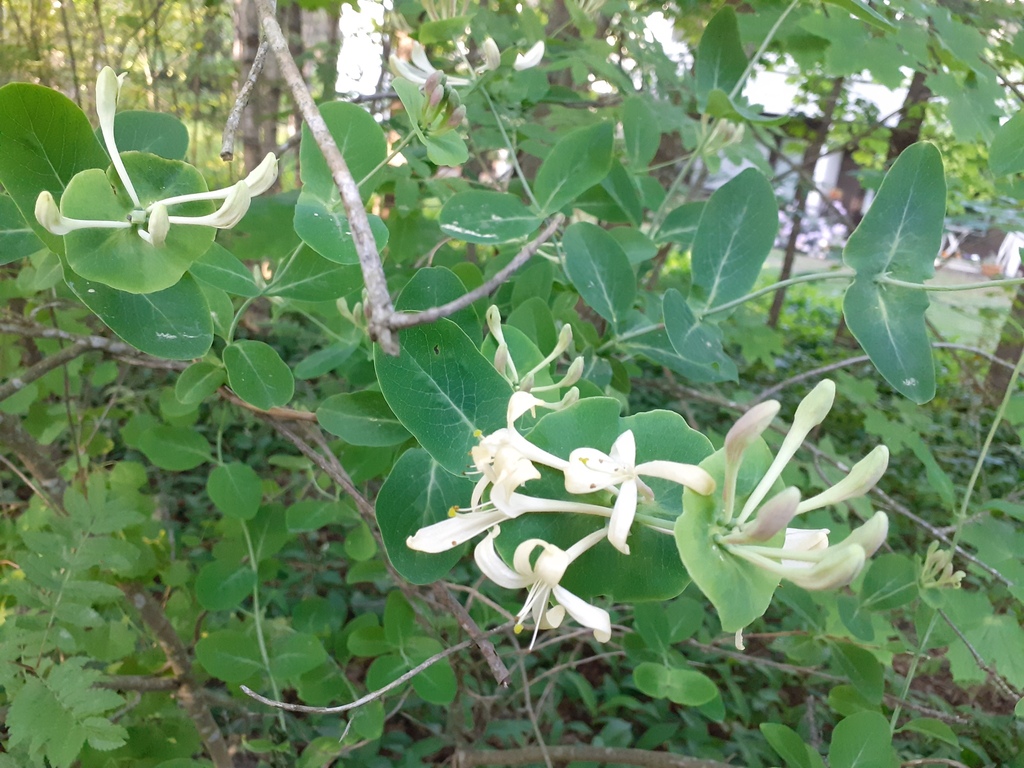 Italian woodbine (Lonicera caprifolium)