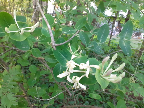Italian woodbine (Lonicera caprifolium)