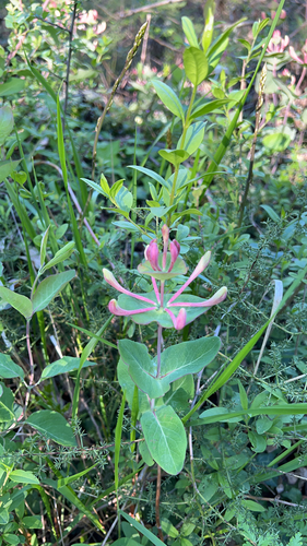 Italian woodbine (Lonicera caprifolium)