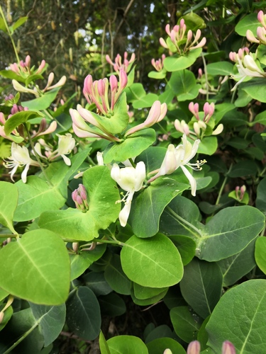 Italian woodbine (Lonicera caprifolium)