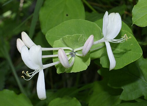 Italian woodbine: Lonicera caprifolium , Kernberge near Jena