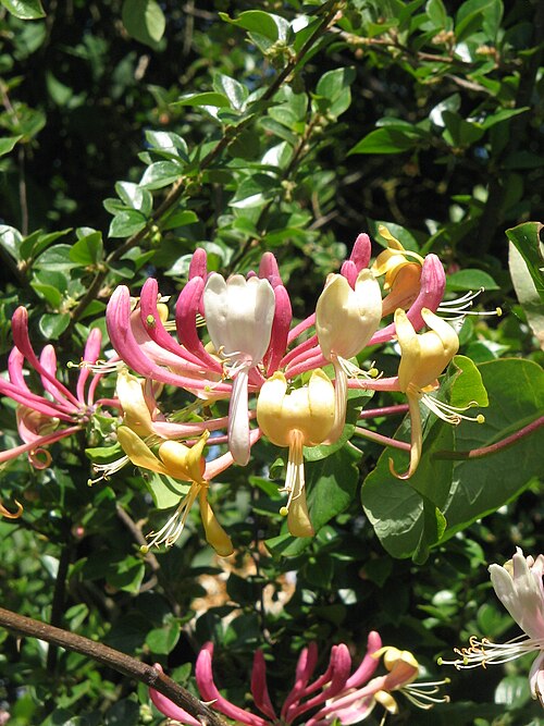 Italian woodbine: Lonicera caprifolium