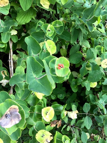 Italian woodbine (Lonicera caprifolium)